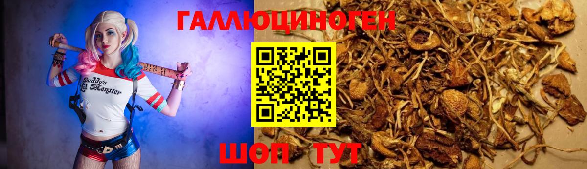 Псилоцибиновые грибы Psilocybine cubensis Петропавловск-Камчатский